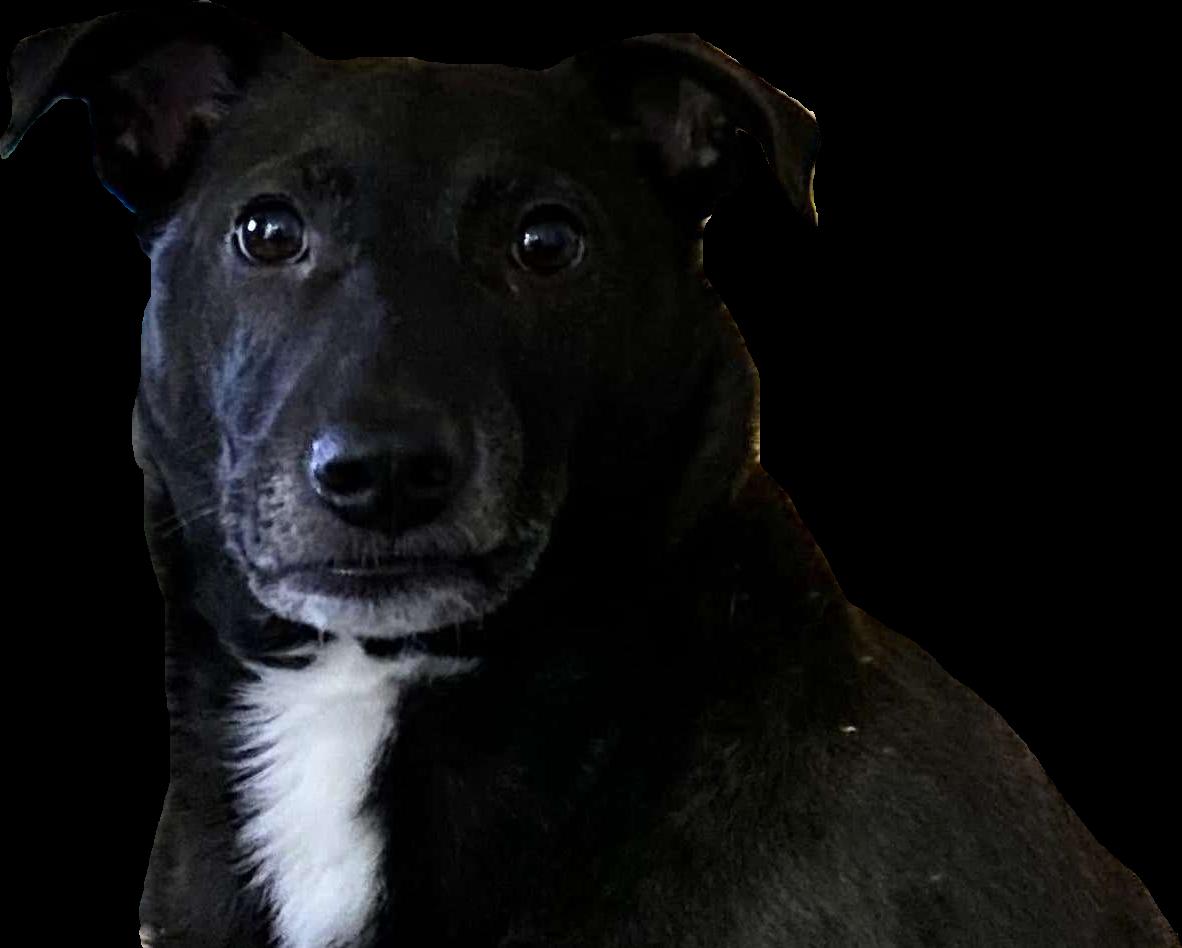 Preview of Gimmie Pizza Truck by J Goldberg