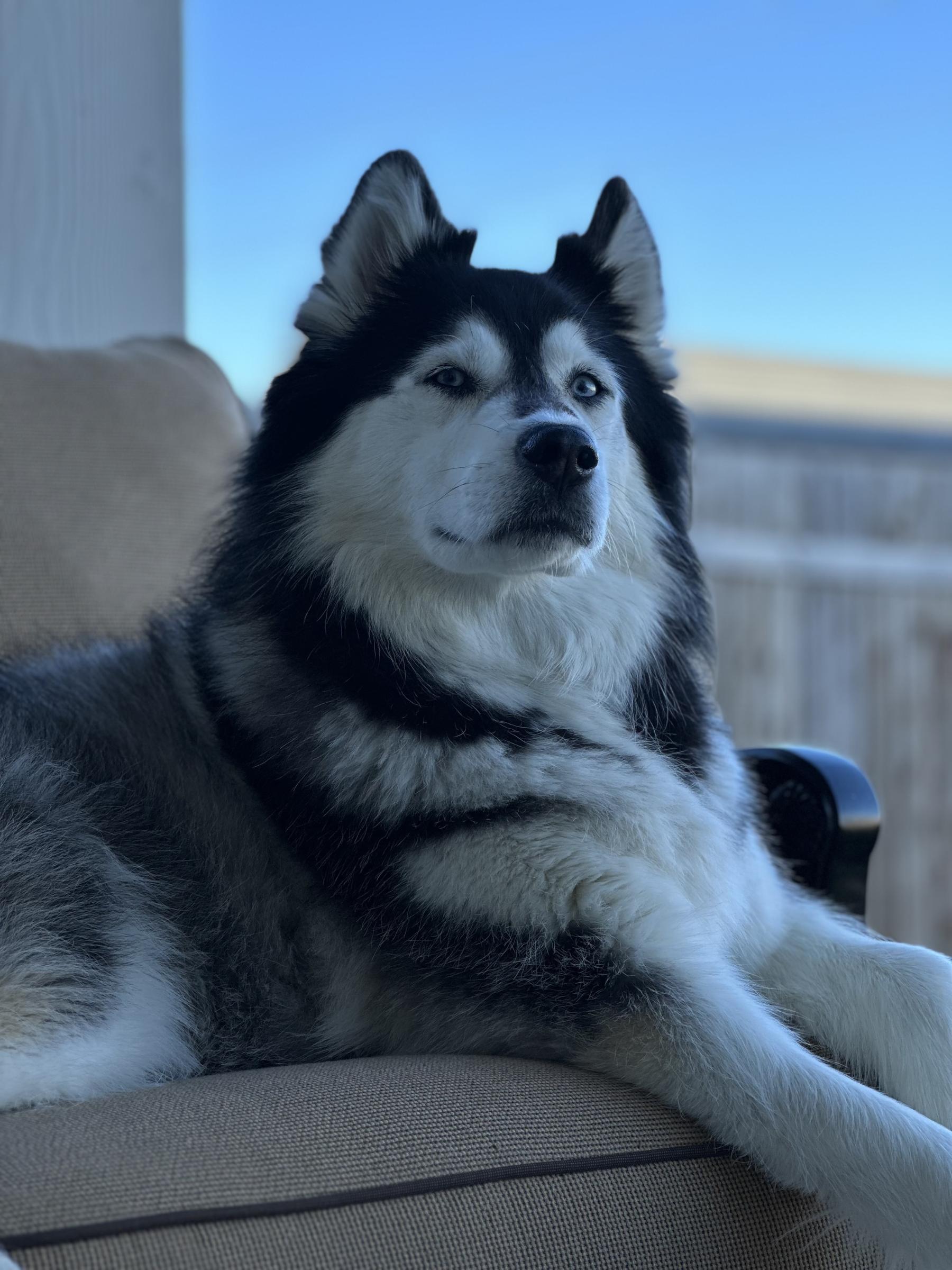 Preview of I LOVE GOTH GIRLS by Victoria Mello