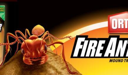 Crazys Car Mr D King 